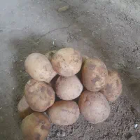 سیب زمینی جیلی خوراکی