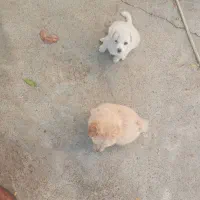 اصلاندوز|سگ|پارسآباد, |دیوار