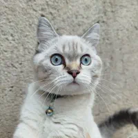 گربه،بِریتیش|گربه|قدس, شهر‌قدس|دیوار