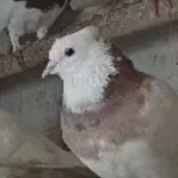 گمشده کبوتر