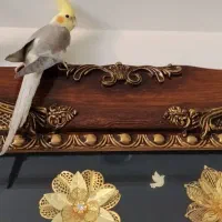 عروس هلندی نر