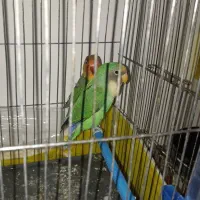 کوتوله جوان|پرنده|تایباد, |دیوار