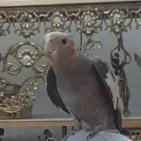 عروس هلندی نر سخنگو رام
