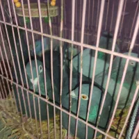 کبوتر زاغ|پرنده|رامیان, |دیوار