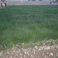 تیم پیاز|خدمات باغبانی و درختکاری|باغ ملک, |دیوار