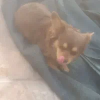 واگذاری سگ شناسنامه دار|سگ|سیرجان, |دیوار