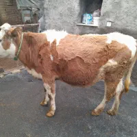 تلیسه سیمینتال درجه یک