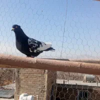 کبوتر|پرنده|سنندج, |دیوار