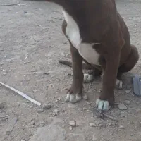 سگ نگهبان ،دمبلانی ،گارد|سگ|باغستان, |دیوار