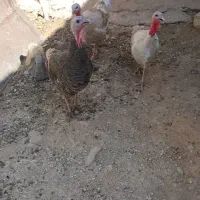 بوقلمون|حیوانات مزرعه|اندیمشک, |دیوار