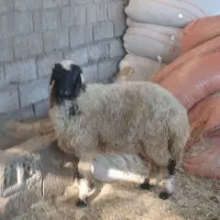 ماده گوسفند