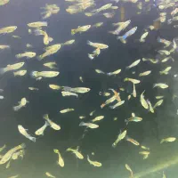 گوپی دونه ده تومن|ماهی|هشتگرد, فاز ۳ مهستان|دیوار