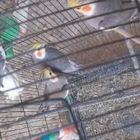 تعداد ۷ عروس هلندی چند کلمه حرف میزنن نر و ماده|پرنده|مشهد, رده|دیوار