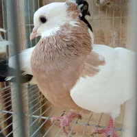 زرد دم ‌سفید .طوقی کارتنی|پرنده|مشهد, عبادی|دیوار