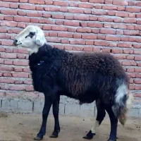 بره و قوچ و میش