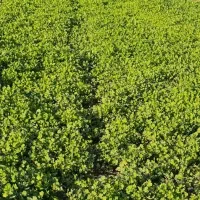 سبزی خورشتی ارگانی|خوردنی و آشامیدنی|قلعه شاهین, |دیوار