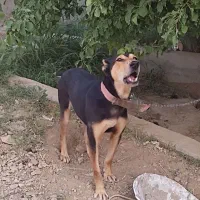 سگ نگهبان|سگ|باغستان, |دیوار