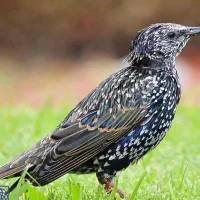 سهره خال خالی