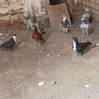 کفتر|پرنده|تربت‌حیدریه, پائین ولایت|دیوار