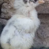 جوجه محلی