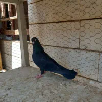 کبوتر نر
