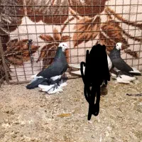 فروش چند عدد کبوتر