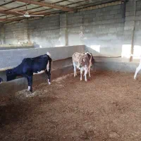 گاو لری|حیوانات مزرعه|کوهدشت, |دیوار