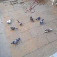 کفتر پرشی