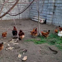 مرغ محلی تخم گذار|حیوانات مزرعه|ساری, |دیوار