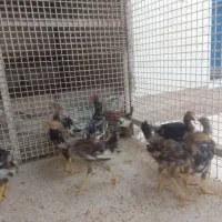 فروش  نیمجه