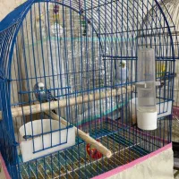 یک جفت مرغ عشق با قفس