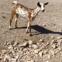 جنس اهو|حیوانات مزرعه|یزد, |دیوار