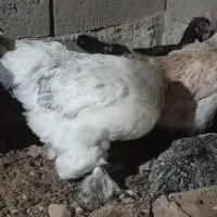 مرغ|حیوانات مزرعه|تربت‌حیدریه, حاجی یار‎|دیوار