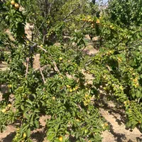 200جریب چاه گلخانه گاوداری باپروانه مرغداری کارخان|فروش دفتر صنعتی، کشاورزی، تجاری|میمه, |دیوار