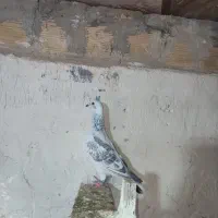 شامی پولکی جوانه نر