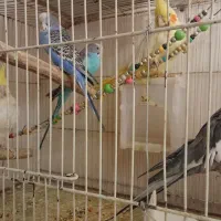 عروس هلندی ومرغ عشق