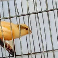 قناری جون بخون که دنیابه روت نگاه کنه.|پرنده|بشاریات, |دیوار