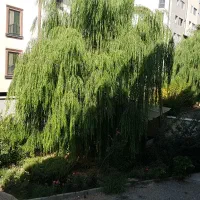 ویلا-5000-متری-بر-50-پونک