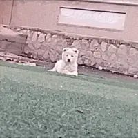 یک عدد سگ پاکوتاه