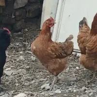 مرغ تخمگذار