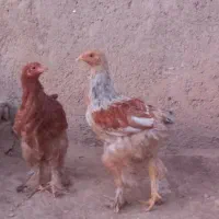 مرغبرهماولاری