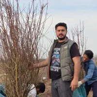 فروش نهال بادام آذرخوشه ای دو و سه ساله|خدمات باغبانی و درختکاری|سامان, |دیوار