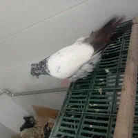 بشی گو|پرنده|مرند, |دیوار