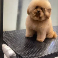 نیروی خدماتی برای کلینیک دامپزشکی خانم یا اقا