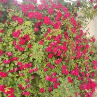 زمین باغچه قلعه سنگی/جنب شترمرغ