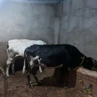 دو عدد آبستن. آدرس خود‌ شهر مراغه .|حیوانات مزرعه|مراغه, |دیوار