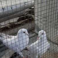 جفت دم قهوه ای.۲۵۰۰