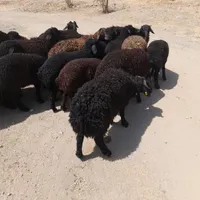 مرغ گوسفند و خروس زنده جهت قربانی|حیوانات مزرعه|تهران, شهرک راه‌آهن|دیوار