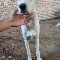 توله سگ ماده 5 ماهه|سگ|بندر ترکمن, |دیوار