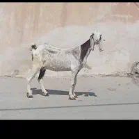 بز حامله و5 کهره|حیوانات مزرعه|بوشهر, |دیوار